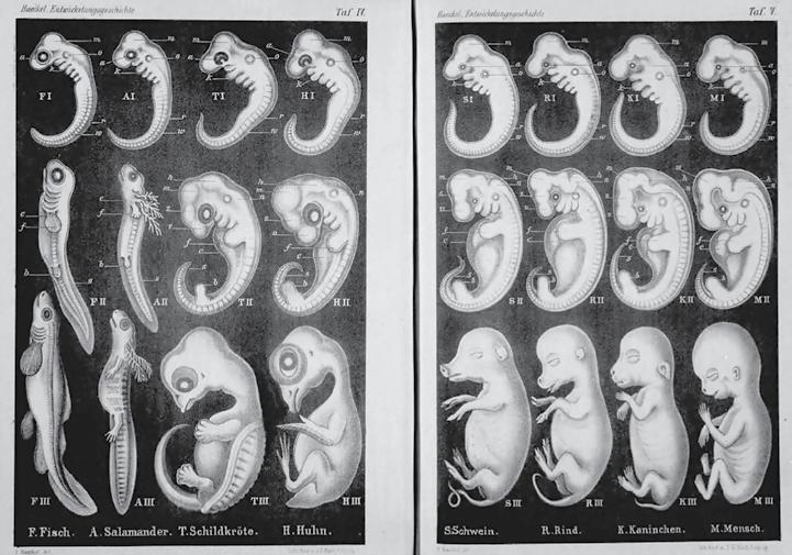 Förfalskade illustrationer blev långlivade lögner Johannes Axelsson Illustrationen nedan gjordes 1874 av den tyske biologen Ernst Haeckel, som var en stor beundrare av Charles Darwin och hans teori.