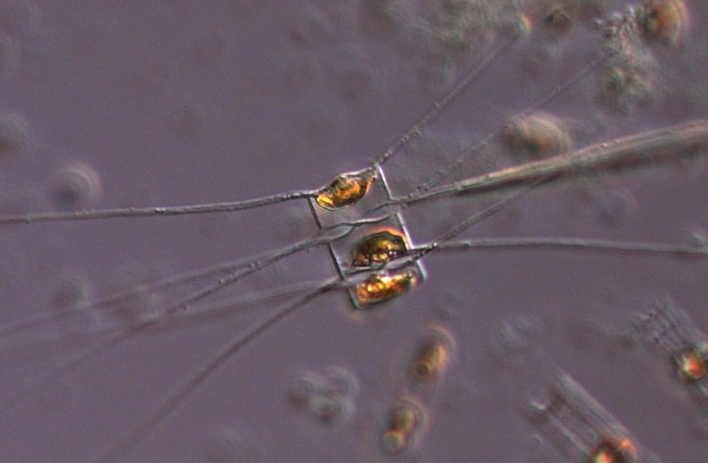 The diatom Chaetoceros similis was very abundant in the Kattegat and Skagerrak areas.