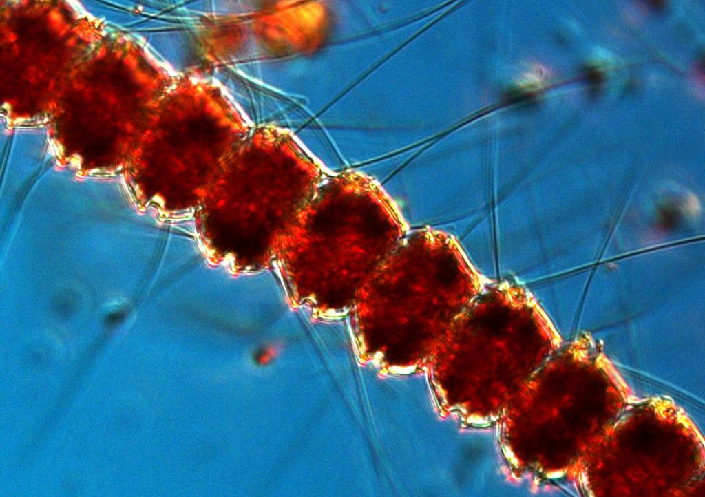 The Baltic Sea BY2 and BY5 22 nd and 23 rd of April The dinoflagellate Peridiniella catenata, the chrysophyte Dinobryon balticum and the chlorophyte Planctonema lauterbornii were abundant.