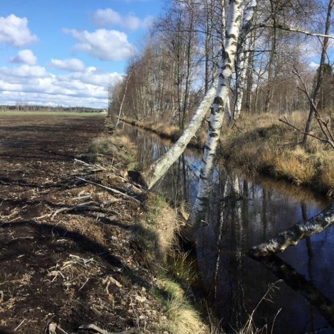 tungmetaller Avverkning - påverka försurningen Val av trädslag har betydelse