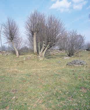 Odlingslandskapet vid Råshult kan ge ett visst intryck av hur järnålderns röjningsröseområden kan ha sett ut.