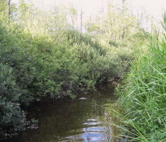 Fig 9. Vänstra bilden visar Farbäcken 2/3 upp i bäcken. Längs en lång sträcka kantas fårans västra kant av videbuskar som till stor del täcker fåran. Den högra bilden visar samma bäck nära utloppet.
