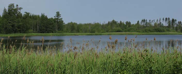 Biologiska naturvärden Vattenmiljön En stor del av området består av mycket breda avsnitt av Mörrumsån vilket gör att vattenmiljön till stor