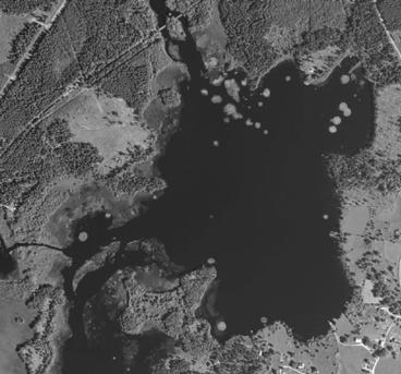 Vattenvegetation Vattenvegetationen domineras av vassar längs stränderna som främst består av bladvass och smalkaveldun (fig 11 och 12). Vassbältenas bredd varierar mellan någon meter till ca 50 m.