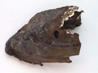 Stormusslor Vid tidigare inventering har flat dammussla Pseudanodonta complanata, spetsig målarmussla Unio tumidis samt allmän dammussla Anodonta anatina