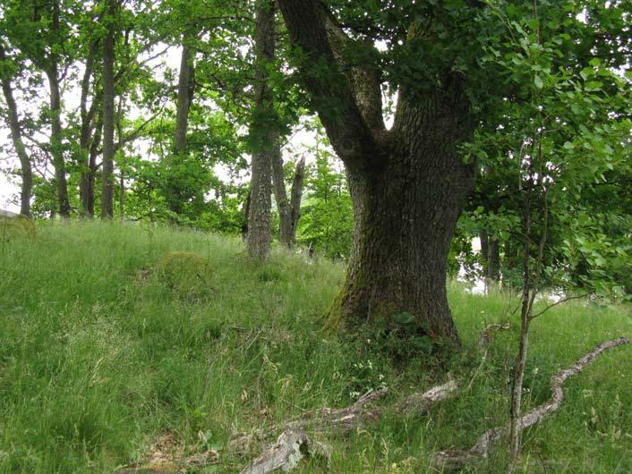 Marken är blöt och översvämmas regelbundet. Vegetationen domineras av hundstarr och blåsstarr. Området är utpekat som naturvärdesobjekt av Skogsstyrelsen.