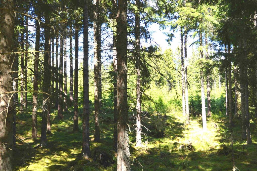 Om Skog & Lantbruk Skog & Lantbruk är ett rådgivningsföretag som arbetar med följande tjänster: - Fastighetsförmedling - Generationsskifte - Marknads-/avkastnings-/intrångsvärderingar -