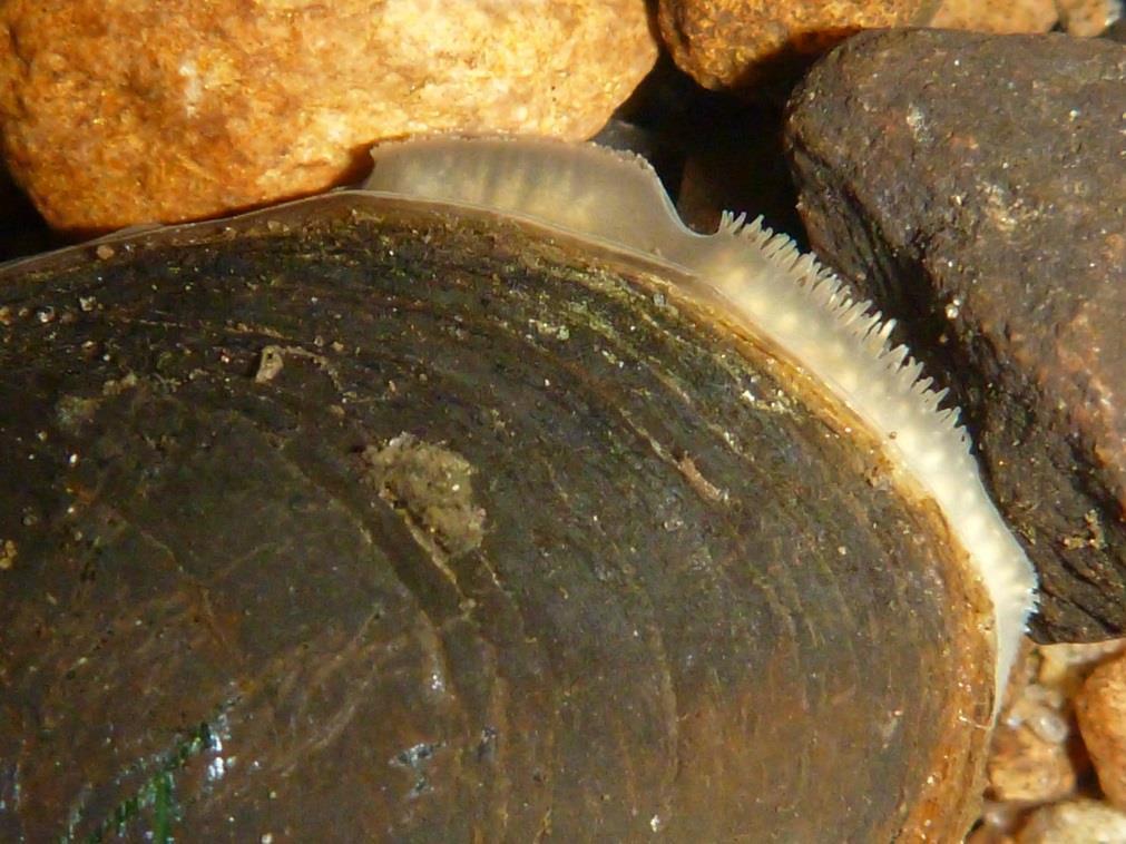 MÅLARMUSSLANS ÅTERKOMST