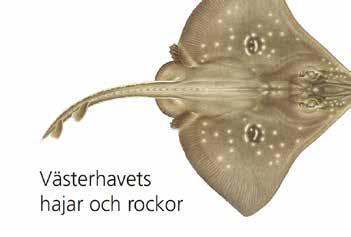 De viktigaste utförarna är SMHI, Sveriges geologiska undersökning (SGU), Sveriges lantbruksuniversitet (SLU), övriga universitet och länsstyrelserna.
