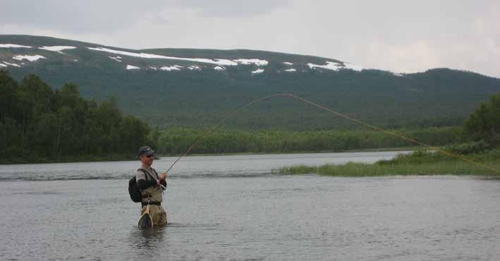 Nappatag med storharr i vacker svensk fjällmiljö. Foto: Daniel Melin.