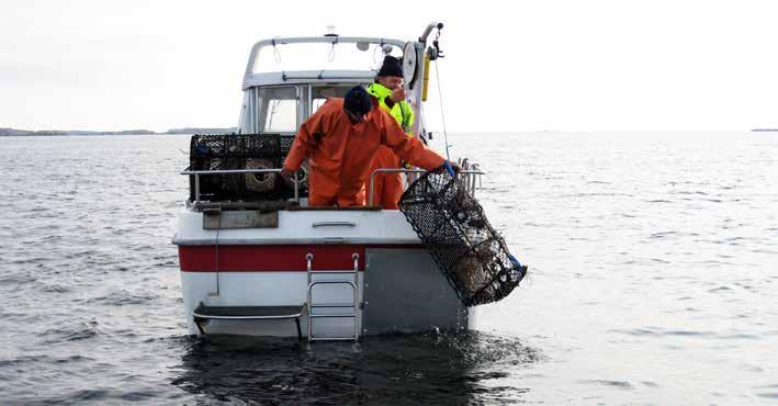 SKIFO Sveriges Kust- och Insjöfiskares Organisation Hummerfiske med kupor. Foto L-E Pettersson.