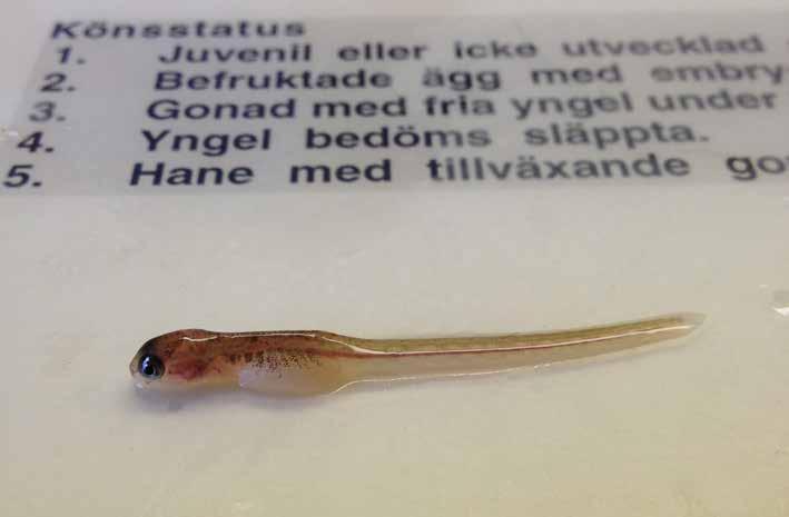 Om Institutionen för akvatiska resurser, SLU Aqua Institutionen för akvatiska resurser, SLU Aqua, utvecklar den biologiska rådgivningen för ett hållbart nyttjande av de akvatiska resurserna i våra