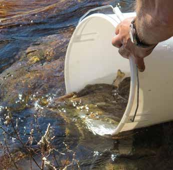 Verksamhetsåret 2015 Umeå kommun har under de senaste åren uppmuntrat fiskevårdsområdesföreningarna att sälja fiskekort via dator eller mobil.