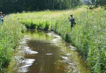 SAMFÖRVALTNING ENKLARE FISKE Lättare att följa fiskereglerna Umeälven rinner rakt genom Umeås stadskärna och ger