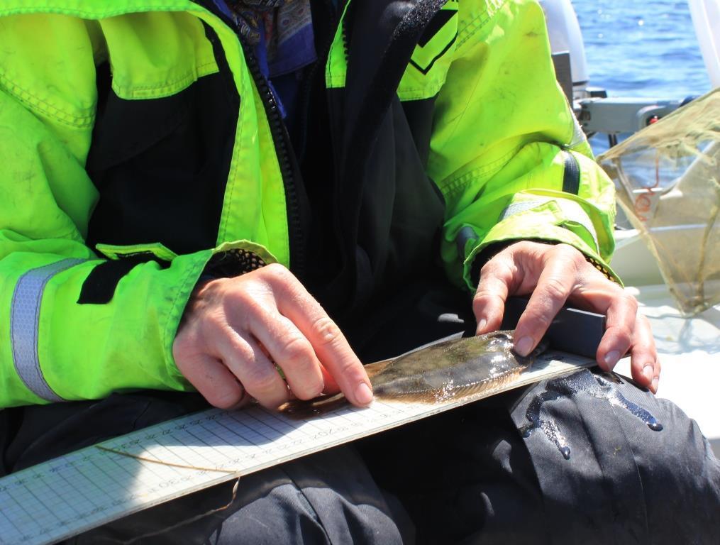 Landvad är en aktiv fiskemetod som bygger på att fisken eller räkorna blir fångade och inte själva simmar in i redskapet.