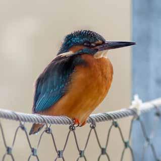 BIOSFÄROMRÅDE KRISTIANSTADS VATTENRIKE HANDLINGSPROGRAM 2016-2020 11 Naturum - mötesplats och skyltfönster 2010 öppnade naturum Vattenriket som biosfärområdets mötesplats och skyltfönster.