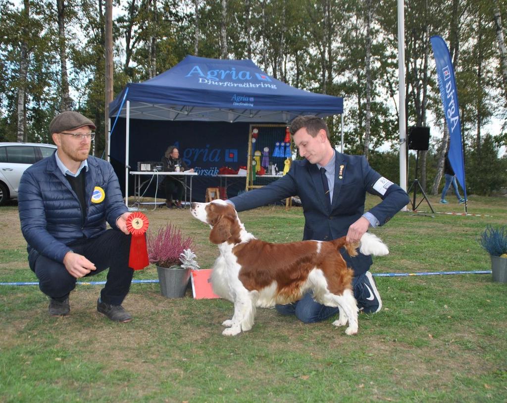 NYBRO BK:s HÖSTUTSTÄLLNING 2018-09-29 Inofficielll 125 anmälda hundar BIS-Domare: Martin Adner Best in Show & Bästa Stötande-, Apporterande Hundar Welsh Springer Spaniel DK CH(U) DK JV-15 SE U(U)CH