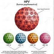 Human papillom virus Sexuellt överförbar infektion 4/5 personer har HPV ngn gång under livet Vanligast efter sexdebut Hög smittsamhet Nyupptäckt infektion kan vara resultat