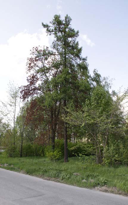 4 SÄVERSTA 4:19 har en uppvuxen och vildvuxen trädgårdstomt där boningshuset är rivet och området består varierande trädslag och vegetation det finns bl.a. lärkträd, syrener, äppelträd och olika variationer på lövträd.