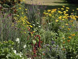 har beskrivit två avkommor från det ursprungliga trädet i den botaniska trädgården, ett med röda och ett med gula frukter, som troligen är dessa två träd i Hammarby (Manktelow 2004).