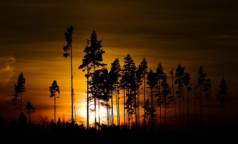 sin färg på dagen. På kvällen, eller morgonen, när solen står lågt har solljuset en längre väg att färdas genom atmosfären. Det blå ljuset sprids och det mesta av det blå ljuset når inte till marken.