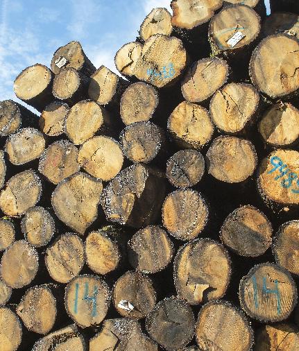 Foto: Örjan Karlsson Vi vill lyfta fram träets naturliga skönhet, samtidigt som vi gör golven ännu starkare och mer hållbara.