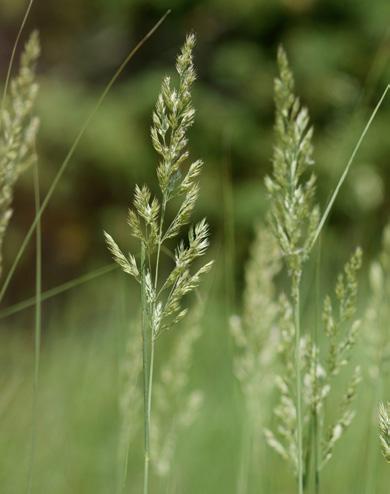 I strandzonen Här finns mycket att välja mellan till exempel svärdslilja (Iris pseudacorus), fackelblomster (Lythrum salicaria), älggräs (Filipendula ulmaria), svalting (Alisma plantago-aquatica),