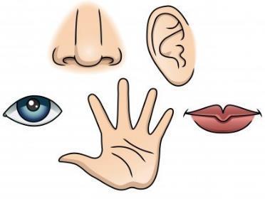 Våra fem sinnen Syn Hörsel Känsel Smak