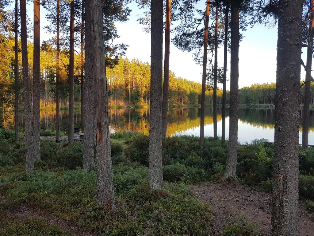 Uppstart av Lösningsfokus