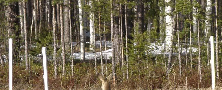 Solskens saga Under vårvinterns så var det många rådjur som fick sätta livet till för de stora snömängderna samt kyla som gjorde att de fick svårt att hitta föda och att ta sig fram i skog och mark.