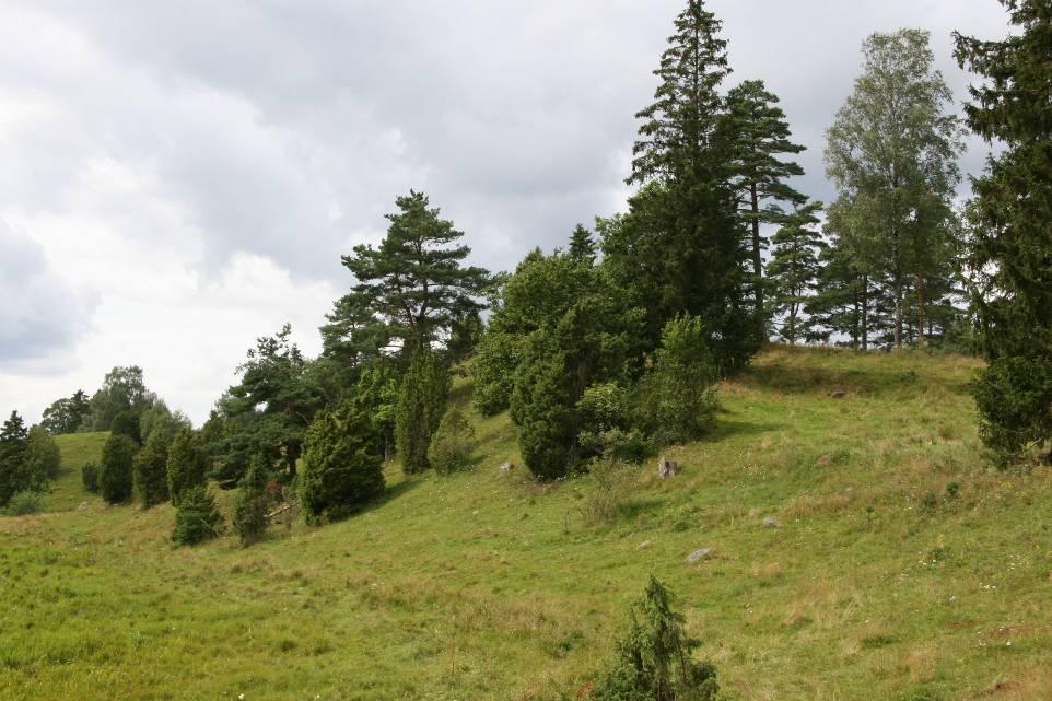 Åsen har delvis ett glest trädskikt av tall och löv. En viss gallring har skett på senare år vilket återspeglas genom en märkbar röjgödslingseffekt.