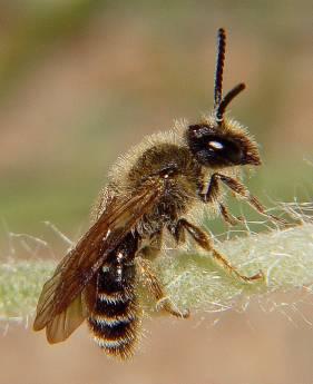 annan aktivitet som kraftigt reducerar mängden blommande fibblor under flygtiden. Arten är rödlistad som NT, nära hotad (Gärdenfors 2005). (Text. L.
