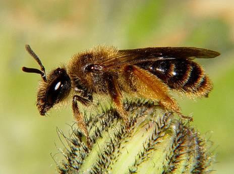 Väddsandbi Andrena hattorfiana (Fabricius) VU, sårbar En av de större sandbiarterna i Nordeuropa (13 16 mm) som påträffades med fyra honor i lokalerna 1, 2 och 3 i Ulricehamns kommun.