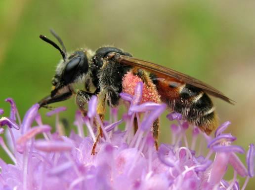 Den är ej rödlistad, och ofta ganska vanlig varhelst värdarten ängssandbi Andrena bicolor förekommer.
