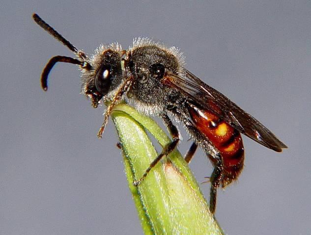 Anders Nilsson) Prickgökbi Nomada flavopicta (Kirby) Ängsgökbi (Nomada fabriciana) hane. Foto: L. Anders Nilsson.