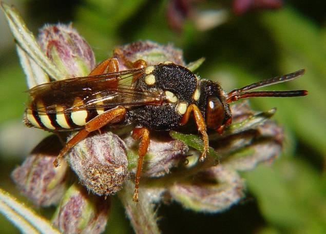 Vallhumla Bombus subterraneus (Linné) Prickgökbi (Nomada flavopicta) hona. Foto: L. Anders Nilsson Tre drottningar påträffades på lokalerna 5, 6 och 7 i Falköpings kommun under inventeringen.