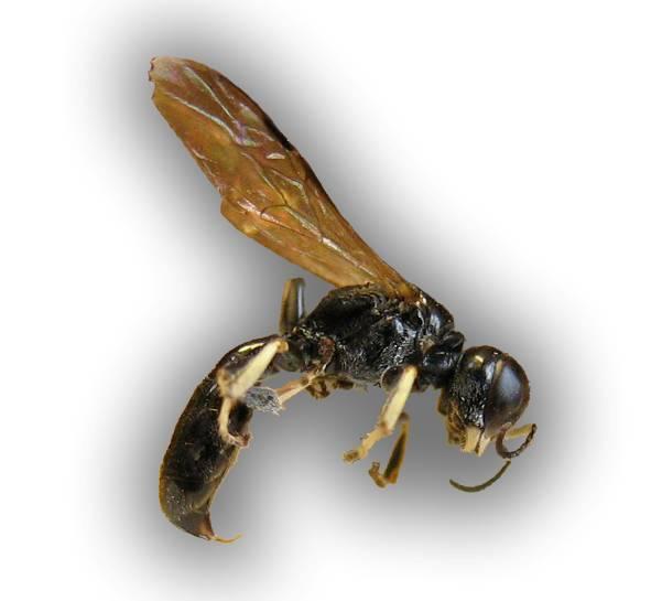 erbjuda bomöjligheter för arten. Som larvföda används medelstora flugor, t.ex. styltflugor och lövflugor.