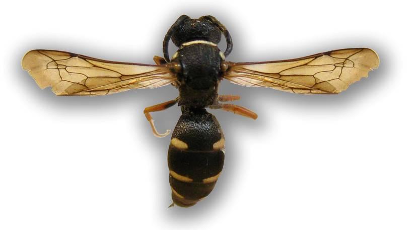 och G. quadrifasciatus, men i utlandet anges den lite större rovstekeln Argogorytes fargei som värd.