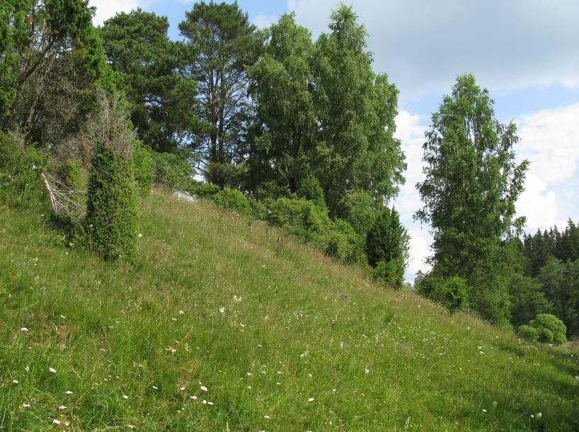 Växttäcket är tämligen välslutet men en hel del fläckar med bar jord förekommer i den torrare och brantare sluttningen.