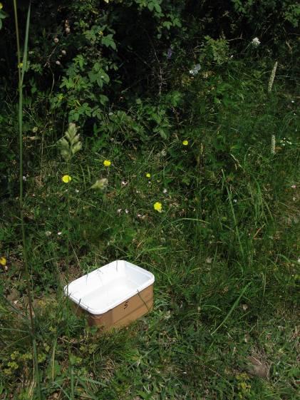 Vegetation Vid besöket i juli blommade prästkrage, skogsklöver, brudbröd, blåklocka och bockrot tämligen rikligt. Även blommande getväppling, slåttergubbe, åkervädd och jungfrulin sågs.