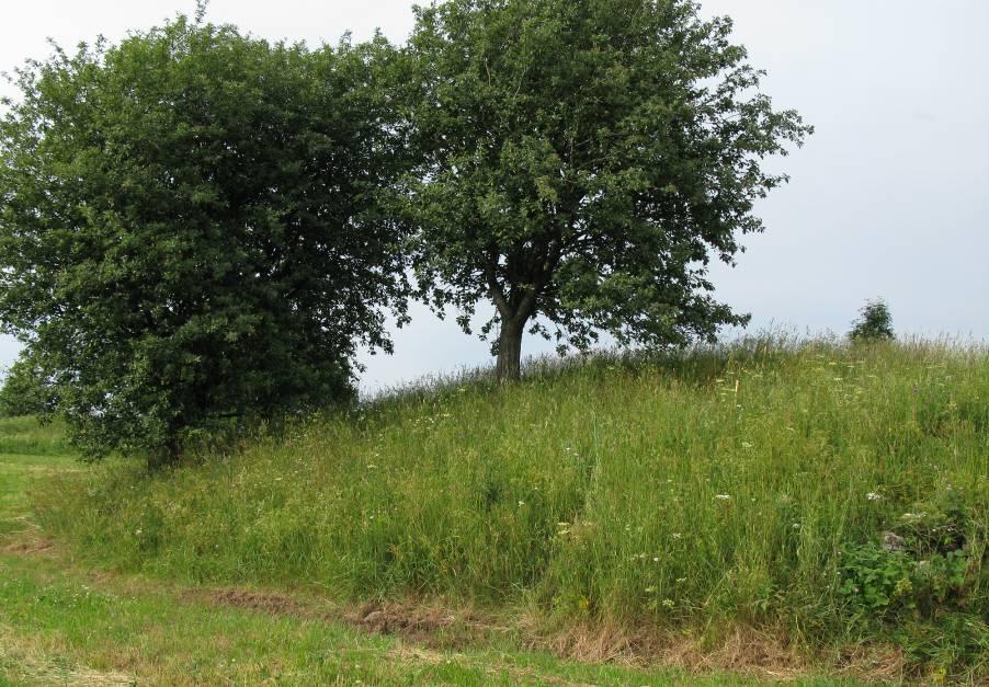 På norrsidan av åkerholmen dominerar hallon. Två oxlar växer på åkerholmen. Vegetation Åkerholmen sedd från söder.