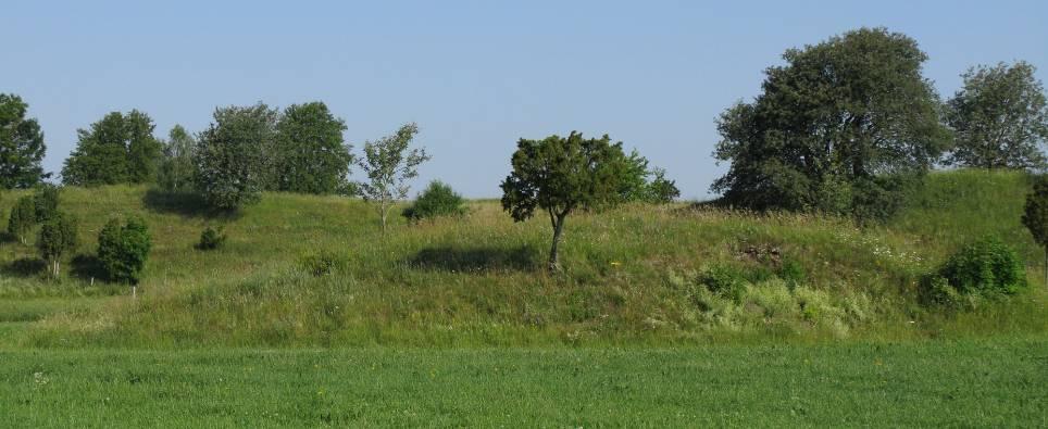 På norrsidan av åkerholmen dominerar krissla. Ett litet grustag finns på sydsidan där det finns bar mineraljord. En liten en växer på åkerholmen. Vegetation Åkerholmen sedd från söder.
