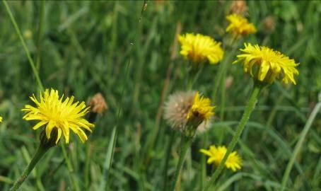 Vegetation Vid besöken var blomningen mycket riklig. Hästarna hade inte betet i området särskilt mycket.