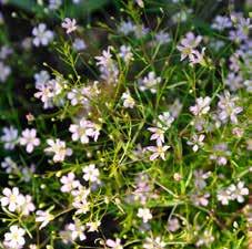 Tagetes Sparris