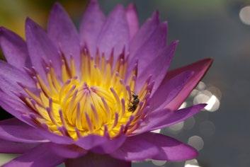 Fotografera blommor och mindre objekt (Närbild) Särskilda motiv Välj en metod som passar motivet som fotograferas, så konfigurerar kameran