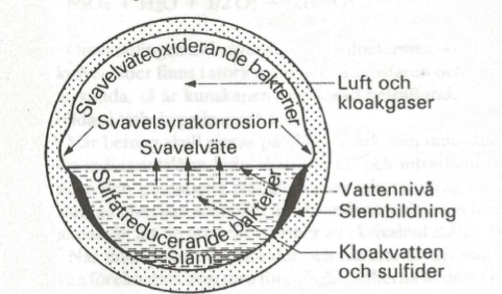 Figur 2.9 Illustration av angreppsmekanismen på betongrör i stillastående miljöer i avloppsledningsnätet (Ashan, 1962). svavelväte, H 2 S, vilket som gas stiger över avloppsvattnet.