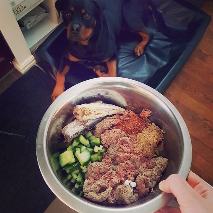 Fakulteten för veterinärmedicin och husdjursvetenskap Institutionen för husdjurens utfodring och vård Tarmmikrobiotans inverkan på hundens hälsa, samt hur råutfodring påverkar tarmmikrobiotan hos