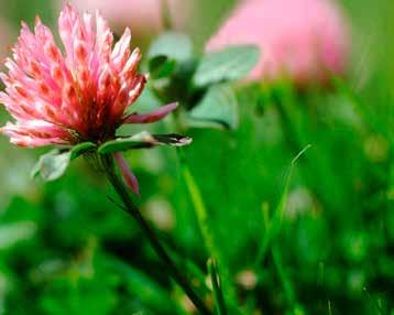 Kisavägen 5, Österbymo BLOMMOR INREDNING CAFÉ Vackra höstblommor till både inne och ute.