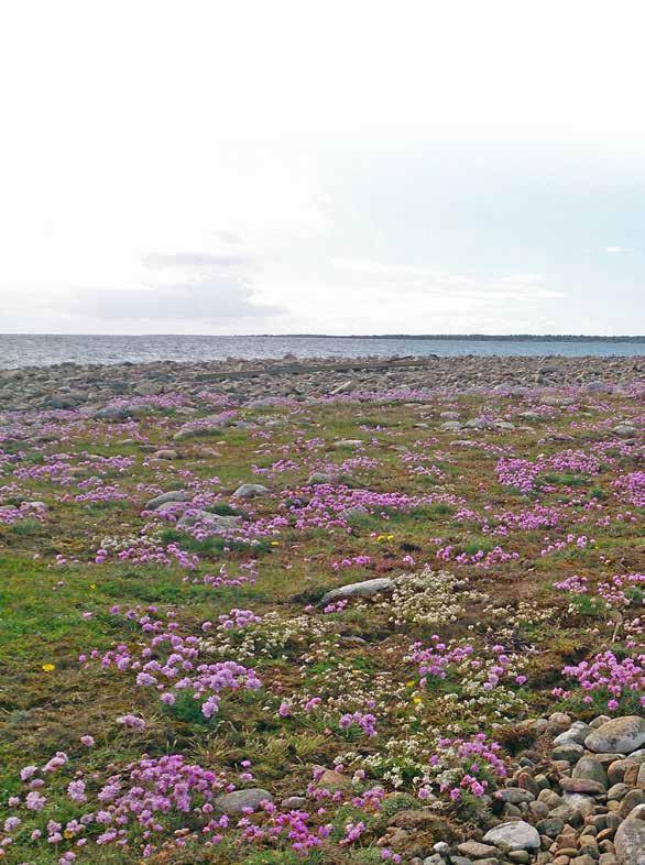 Utdelning av floravårdspriset Toarp måndag 16 maj 2016 års Floravårdspris går till Gun och Henry Svensson, Valinge Toarp, för deras mångåriga arbete med att förhindra igenväxning av betesmarker med