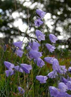 Botanisk vandring längs Prins Bertils stig onsdag 29 juni Kom med och se vad som bjuds i växtväg utmed Prins Bertils stig från reningsverket till Aleskogen.
